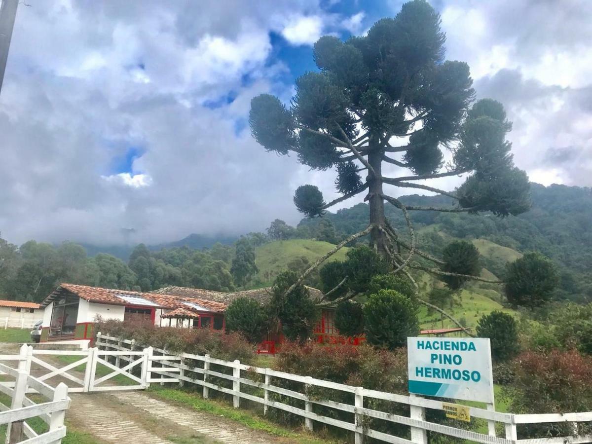 سالنتو Ecohotel Pinohermoso Reserva Natural المظهر الخارجي الصورة